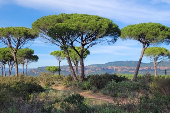 La vallée de l'Endre et ses pins parasols_Roquebrune-sur-Argens