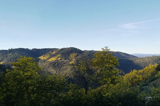 vue