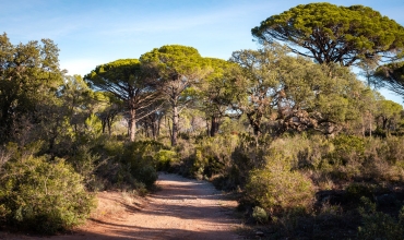 sentier pinède raphèle