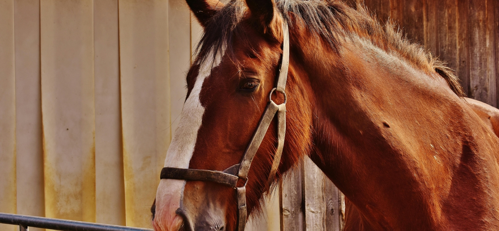 Cheval