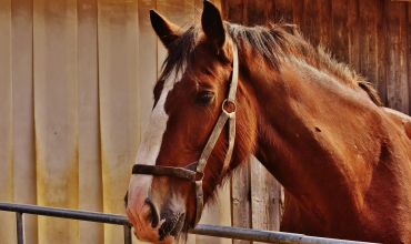 Cheval