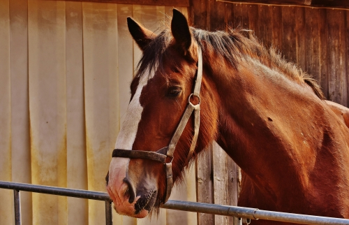 Cheval