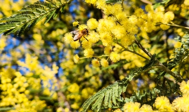 Randonnée sentier du Mimosa