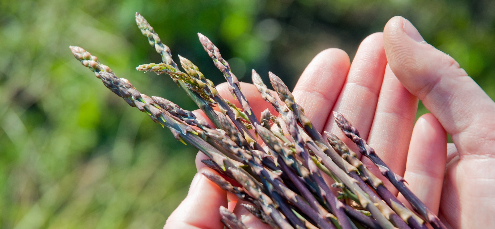 Sortie 'Plantes comestibles et médicinales' dans l'Estérel