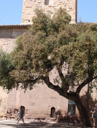 Visite guidée 'Fréjus, 2000 ans d'histoire'