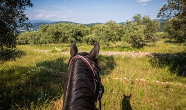 Haras des Villards: sessione di iniziazione al pony/cavallo