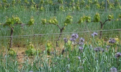 Domaine Des Planes