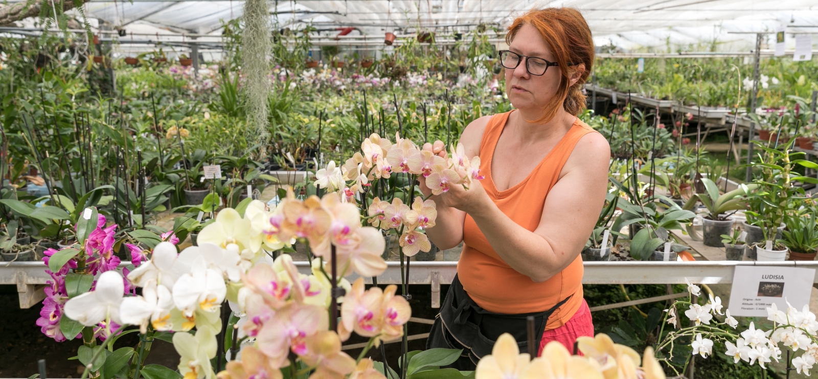 Les Orchidées Vacherot