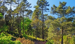 Au pied du mont Vinaigre_Fréjus