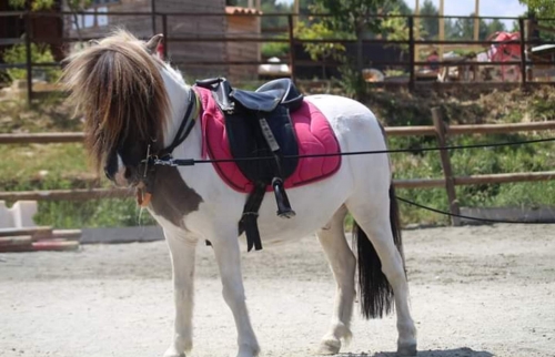 Balade Haras des Villards