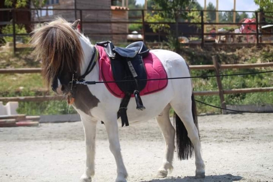 Balade Haras des Villards