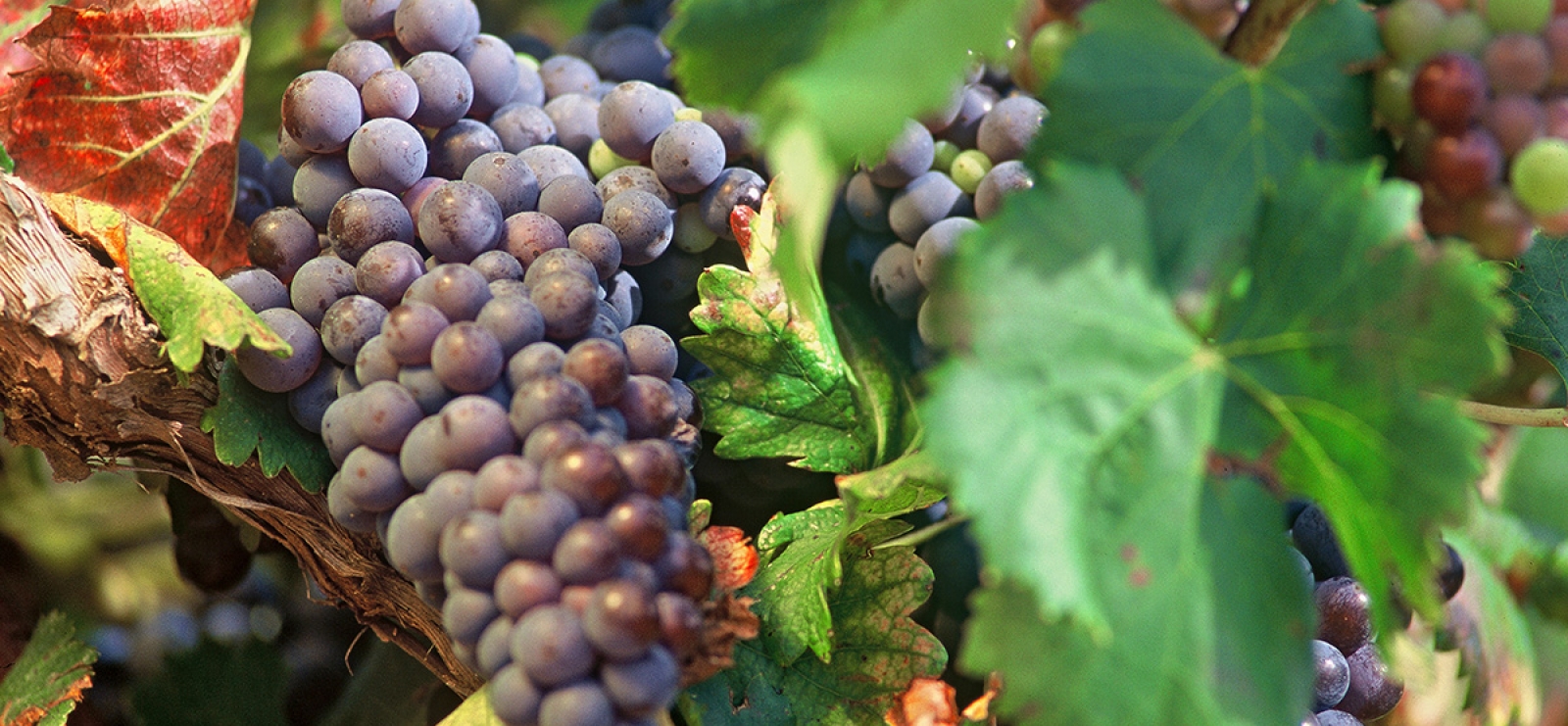 Fête du raisin