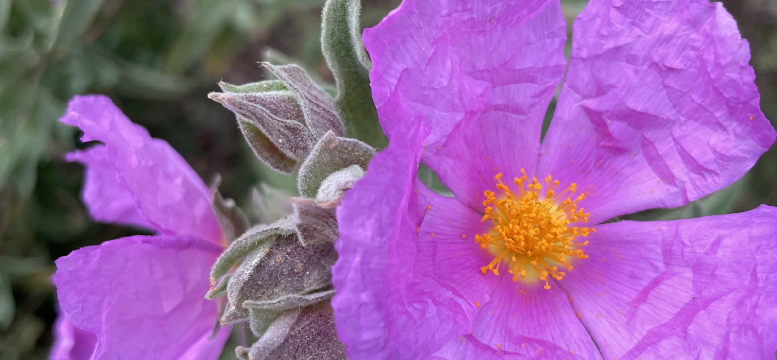 Fleurs