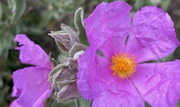 Fleurs