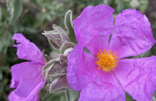 Fleurs