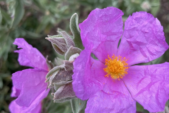 Fleurs