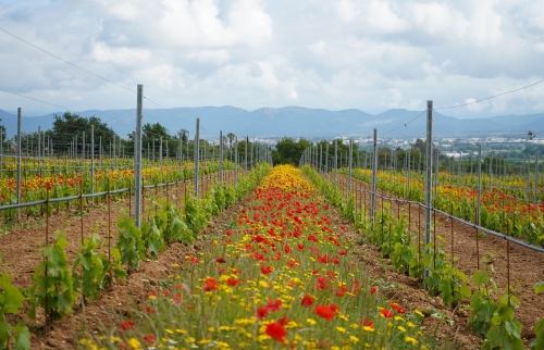 Domaine des planes