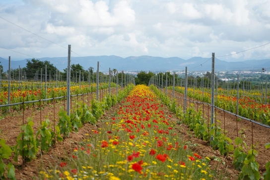 Domaine des planes
