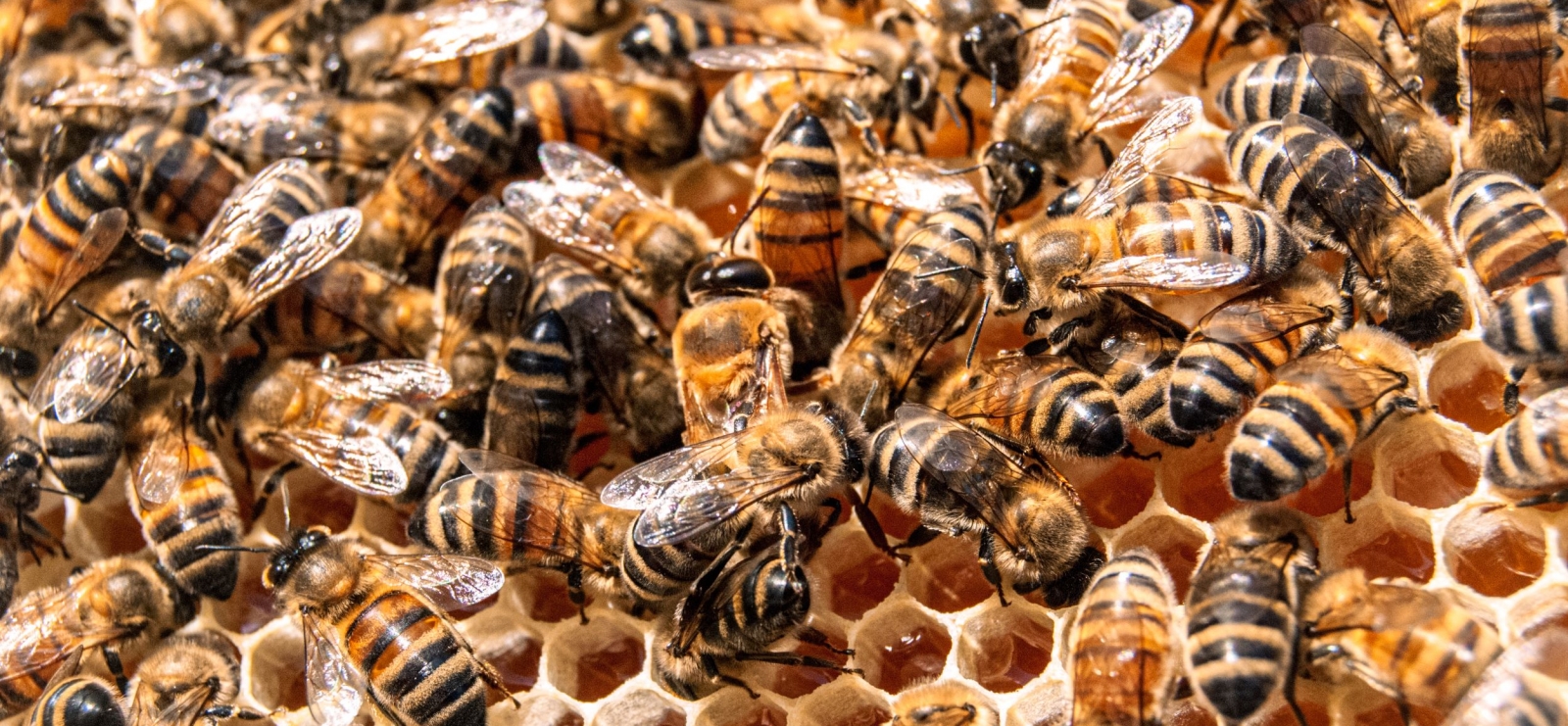 abeilles