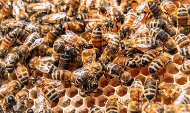 abeilles