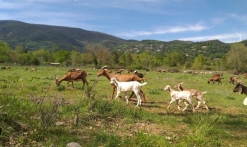 Chèvres La Fermes de Cairns