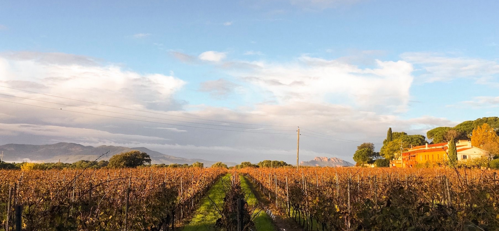 Vignoble