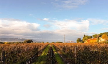 Vignoble