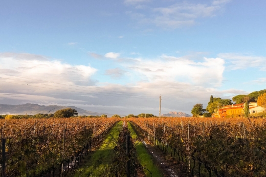 Vignoble