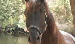 Haras des Villards: sessione di iniziazione al pony/cavallo