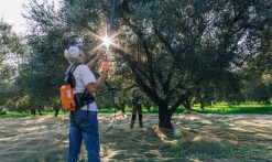 Récolte - Domaine de l'olivette