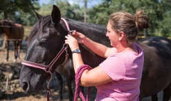 Haras des Villards : Séance d'initiation poney/cheval