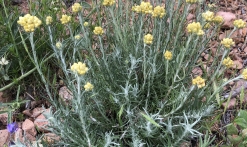 Fleurs