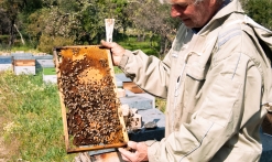 Atelier à la découverte du monde des abeilles