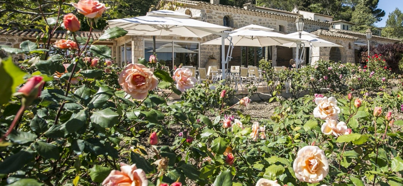 Au pied de la roseraie