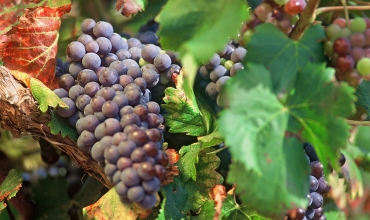 Fête du raisin