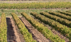 Photo Vignes