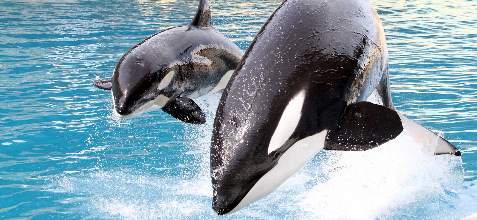 Marineland : Embarquez pour un autre monde