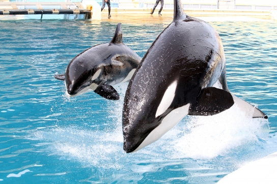 Marineland : Embarquez pour un autre monde