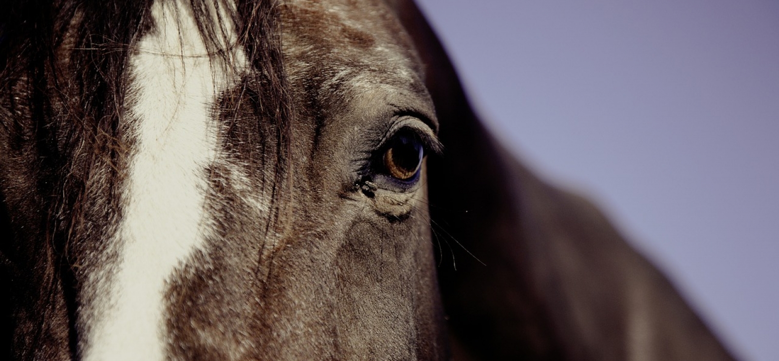 La Combe Equitation