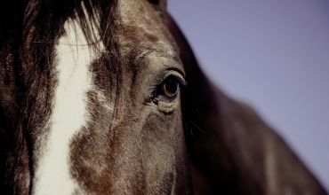 La Combe Equitation