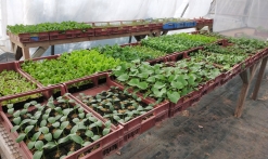 Pépinière production