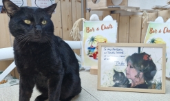 Le Miaou Miaou - Bar à Chats - Bananabeachcafe