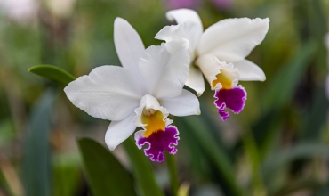 Les Orchidées Vacherot