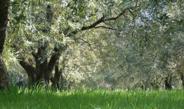 Domaine Stalenq Seillans