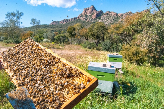 Abeilles