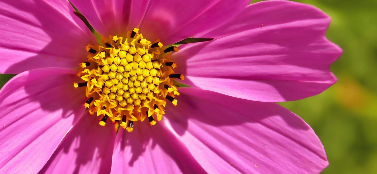 Exposition : Faune et Flore
