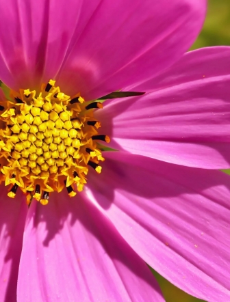 Exposition : Faune et Flore