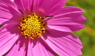 Exposition : Faune et Flore