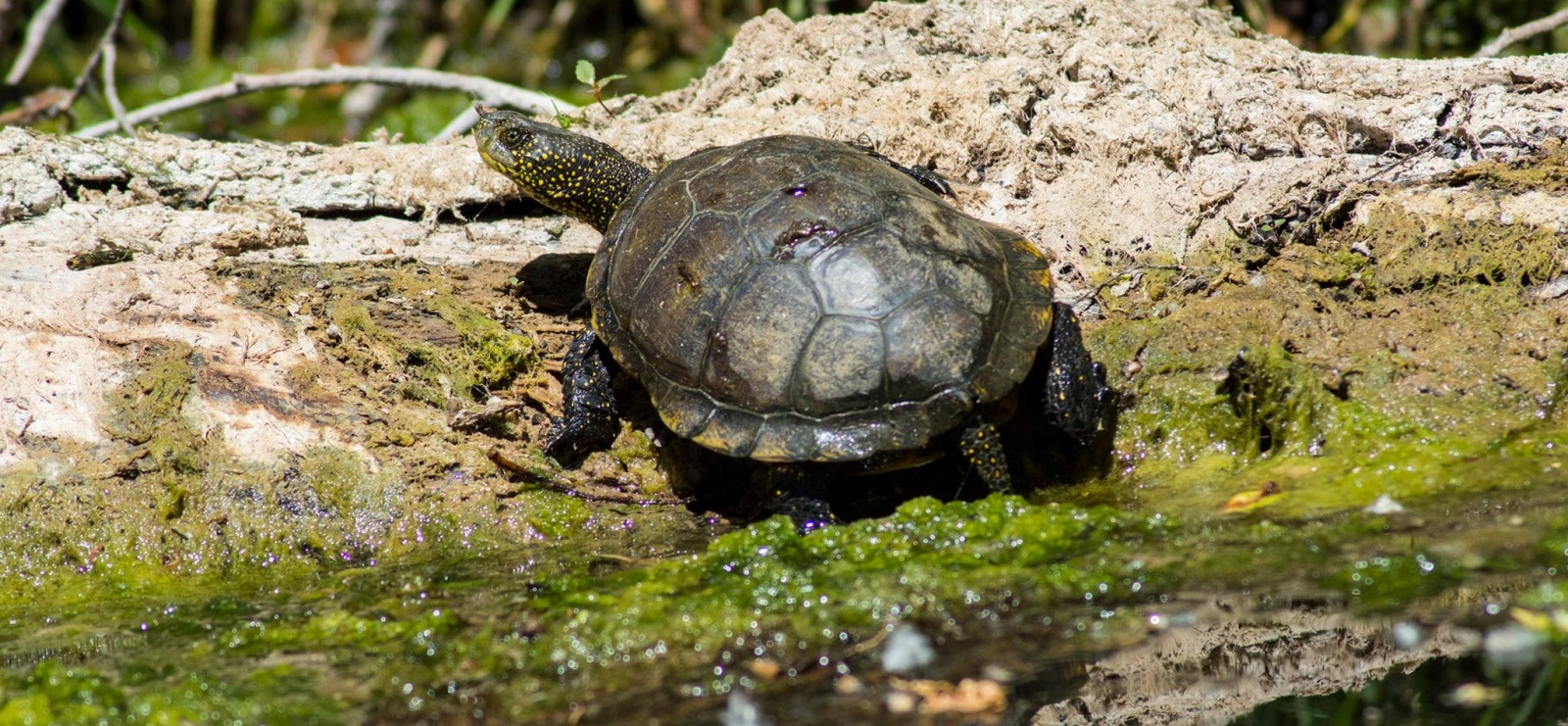 Tortue