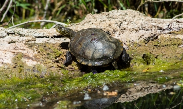 Tortue